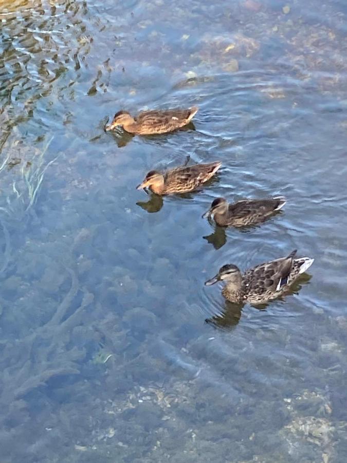 Villa Kosor Spring Blagaj Esterno foto